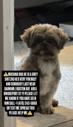 Reunited Male Dog last seen Boston Ave and Barnum Ave, Bridgeport, CT 06610
