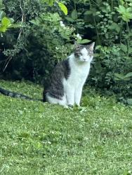 Found/Stray Unknown Cat last seen Buck road and church road east Greenville , East Greenville, PA 18041