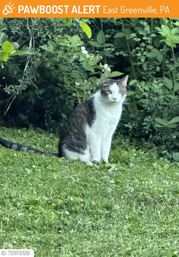 Found/Stray Unknown Cat last seen Buck road and church road east Greenville , East Greenville, PA 18041