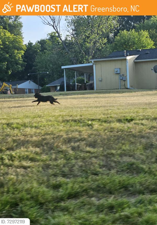 Found/Stray Unknown Dog last seen Randleman and Florida, Greensboro, NC 27406