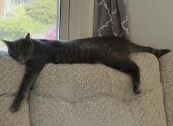 Reunited Male Cat last seen Louise St abd Pearl Ave, Johnson City, NY 13790