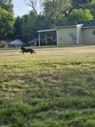 Found/Stray Unknown Dog last seen Randleman and Florida, Greensboro, NC 27406