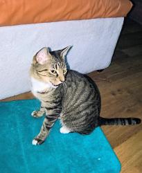 Reunited Female Cat last seen Near n booth st , Milwaukee, WI 53212
