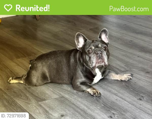 Reunited Unknown Dog last seen Wing Lane Elementary School , La Puente, CA 91744