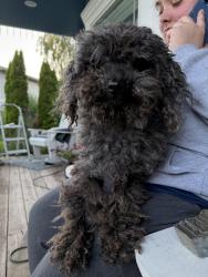 Found/Stray Male Dog last seen Countryside Ct NE and Rebecca - Salem, OR, Salem, OR 97305