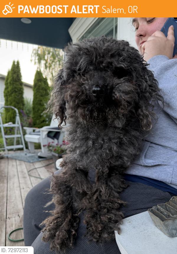 Found/Stray Male Dog last seen Countryside Ct NE and Rebecca - Salem, OR, Salem, OR 97305