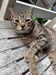 Found/Stray Male Cat last seen Enola Dr, Wertzville Rd, Enola, PA 17025