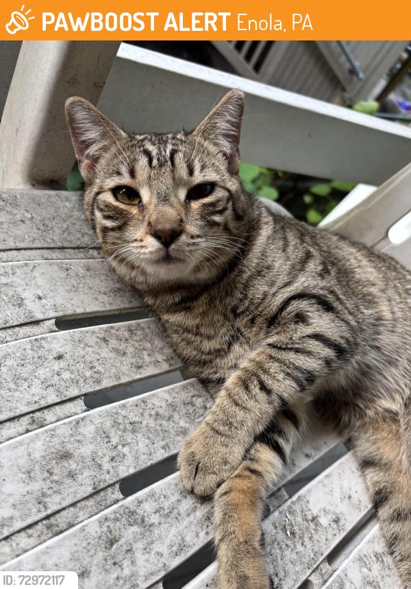 Found/Stray Male Cat last seen Enola Dr, Wertzville Rd, Enola, PA 17025