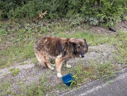 Found/Stray Unknown Dog last seen Quail road and Willard road by the lake, Fort Worth, TX 76112