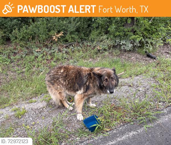 Found/Stray Unknown Dog last seen Quail road and Willard road by the lake, Fort Worth, TX 76112