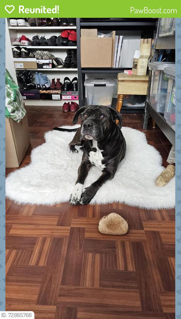 Reunited Female Dog last seen Del Mar Park, Aurora (6th and N Del Mar Circle), Aurora, CO 80011