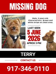 Reunited Male Dog last seen Near st Edgecombe Ave, New York, NY 10031