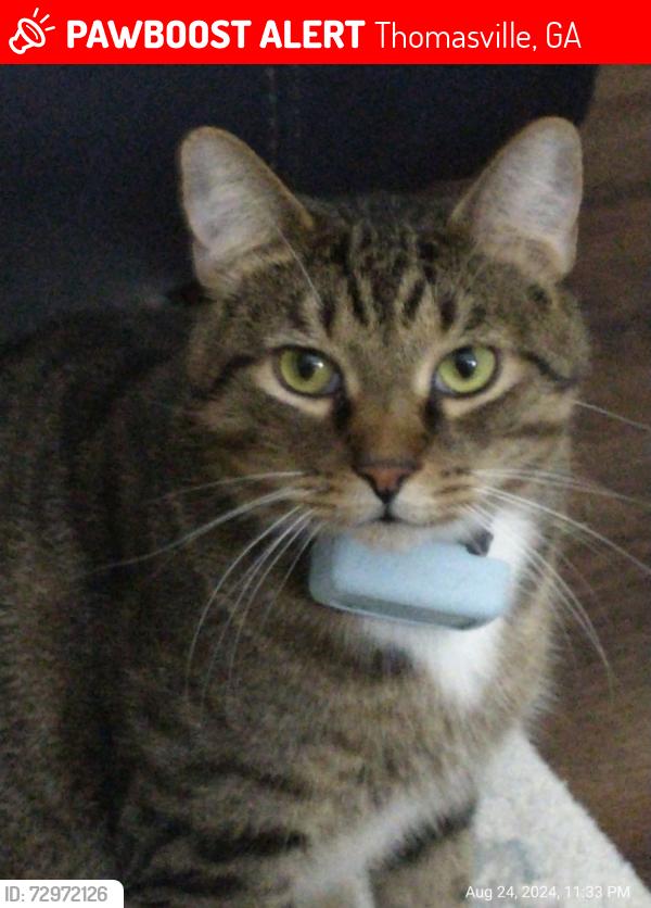 Lost Male Cat last seen Near bent oak cir, Thomasville, GA 31757