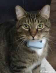 Lost Male Cat last seen Near bent oak cir, Thomasville, GA 31757