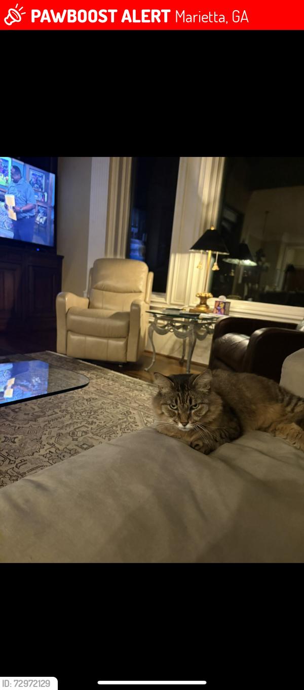 Lost Male Cat last seen Near pine valley rd Marietta ga 30067, Marietta, GA 30067