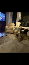 Lost Male Cat last seen Near pine valley rd Marietta ga 30067, Marietta, GA 30067