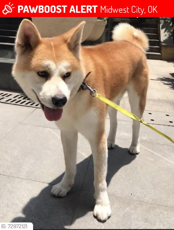 Lost Male Dog last seen Short street midwest city , Midwest City, OK 73110