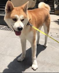 Lost Male Dog last seen Short street midwest city , Midwest City, OK 73110