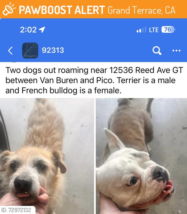Found/Stray Unknown Dog last seen Van Buren & Reed, Grand Terrace, CA 92313