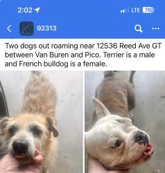 Found/Stray Unknown Dog last seen Van Buren & Reed, Grand Terrace, CA 92313