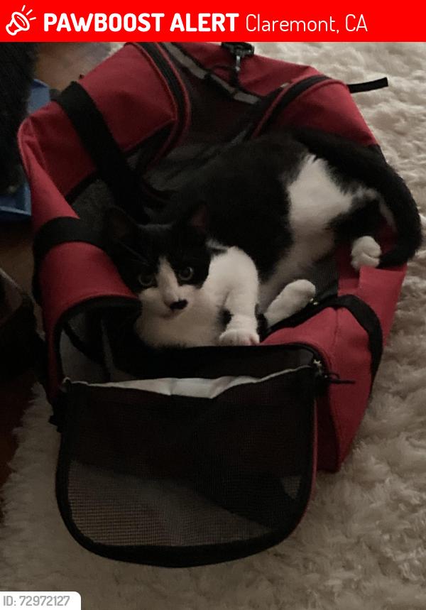 Lost Male Cat last seen Mills , Claremont, CA 91711