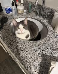 Lost Male Cat last seen Near North Damen Avenue, Chicago, IL 60618