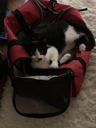 Lost Male Cat last seen Mills , Claremont, CA 91711