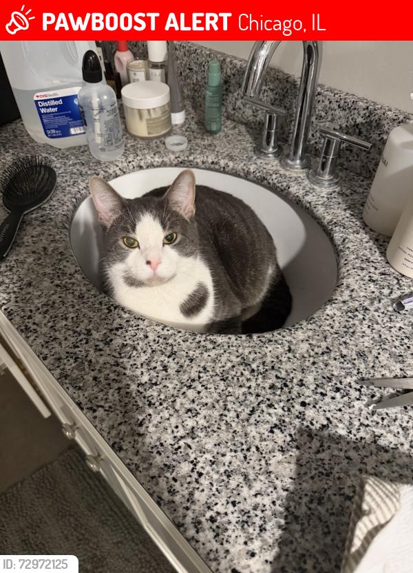 Lost Male Cat last seen Near North Damen Avenue, Chicago, IL 60618