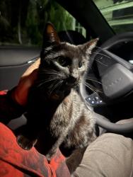 Reunited Female Cat last seen Covington Elementary School, Los Altos, CA 94024