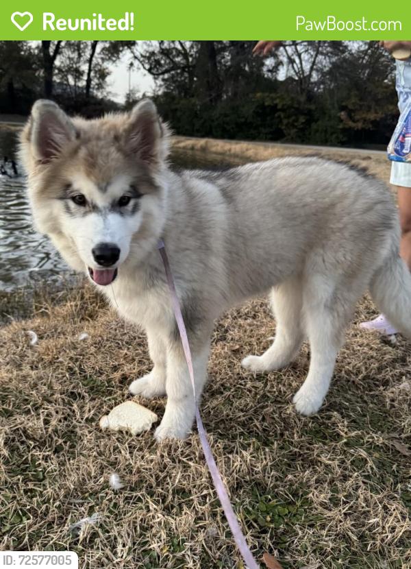 Reunited Male Dog last seen Near West Little York RD, and Commerce Creek Dr, Houston TX 77040, Houston, TX 77040