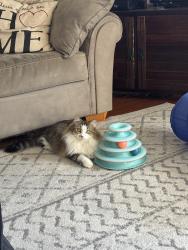 Lost Female Cat last seen Jenkins Rd/Coventry neighborhood , Knoxville, TN 37931