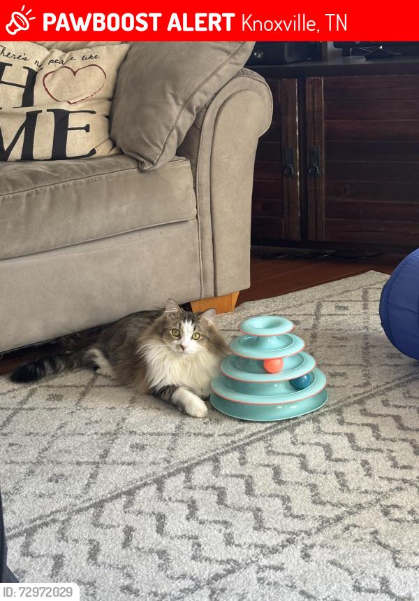Lost Female Cat last seen Jenkins Rd/Coventry neighborhood , Knoxville, TN 37931