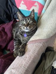 Reunited Male Cat last seen SE 15th st , Vancouver, WA 98683
