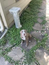 Found/Stray Female Dog last seen Windcrest, Windcrest, TX 78239