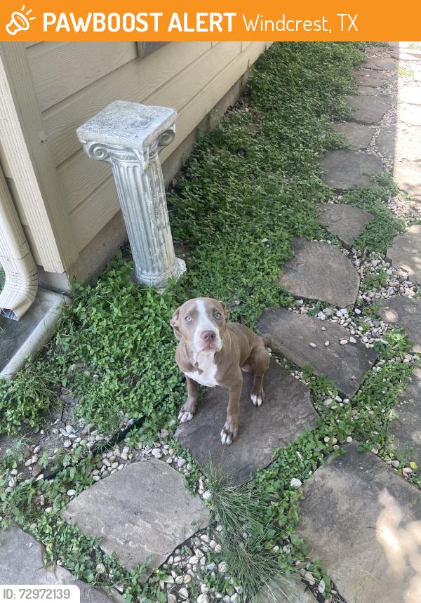 Found/Stray Female Dog last seen Windcrest, Windcrest, TX 78239