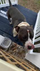 Found/Stray Male Dog last seen Close to Sinclair Marina, Milledgeville, GA 31061