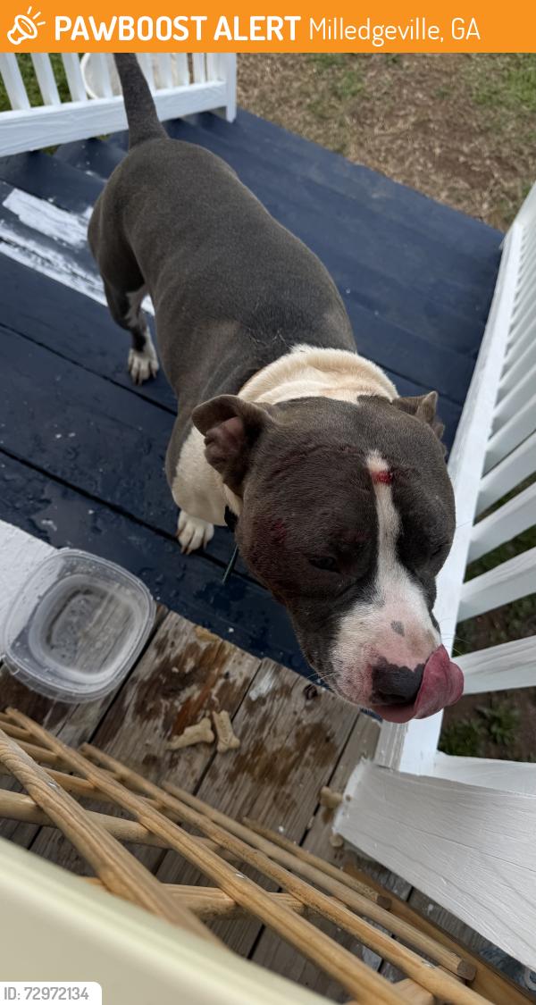 Found/Stray Male Dog last seen Close to Sinclair Marina, Milledgeville, GA 31061