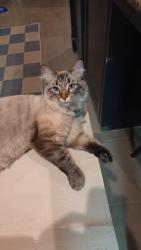 Reunited Male Cat last seen Belle and Sixth Street, Fort Worth, TX 76107
