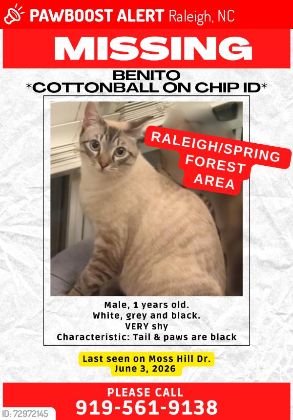 Lost Male Cat last seen Near the pond, Raleigh, NC 27616
