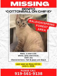 Lost Male Cat last seen Near the pond, Raleigh, NC 27616