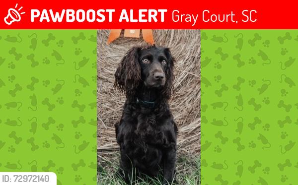 Lost Female Dog last seen Gray Court SC, Gray Court, SC 29645