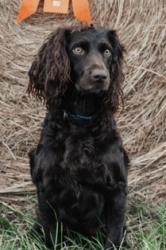 Lost Female Dog last seen Gray Court SC, Gray Court, SC 29645
