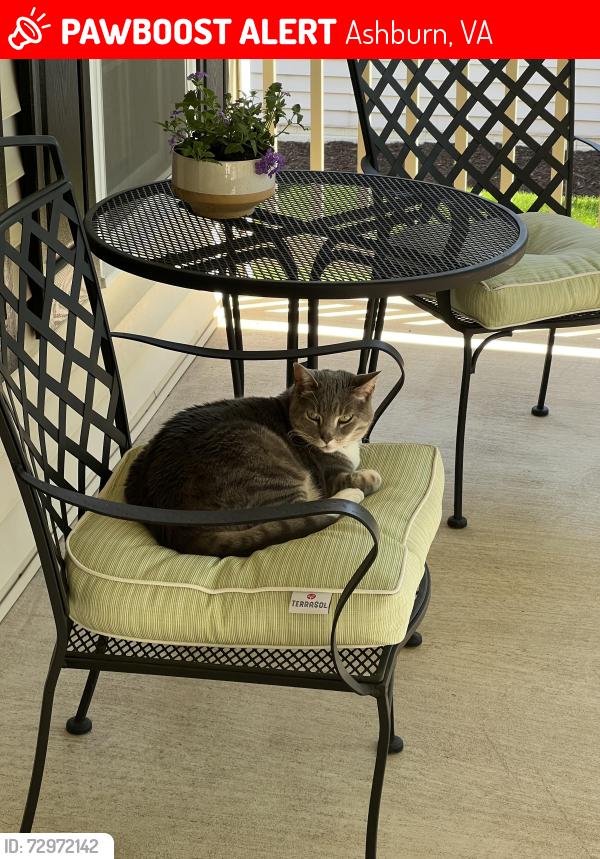 Lost Female Cat last seen Hay Road, Ashburn, VA 20147