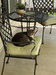 Lost Female Cat last seen Hay Road, Ashburn, VA 20147