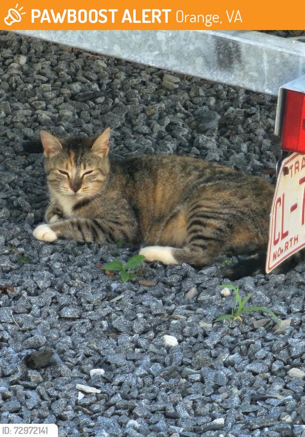 Found/Stray Female Cat last seen Terry's Run, Orange, VA 22960