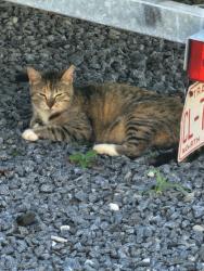 Found/Stray Female Cat last seen Terry's Run, Orange, VA 22960
