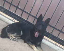 Lost Male Dog last seen E Randolph road, Casa Grande, AZ 85194
