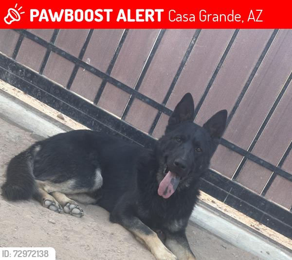 Lost Male Dog last seen E Randolph road, Casa Grande, AZ 85194