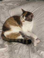 Reunited Female Cat last seen Smithstone and Powers Ferry, Marietta, GA 30067