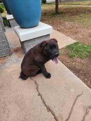 Found/Stray Male Dog last seen Ave u, Lubbock, TX 79411